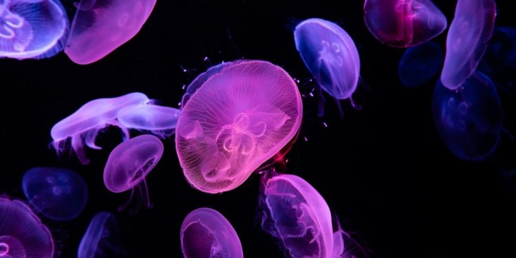 Μωβ μέδουσες, χταπόδια, καρχαρίες στις ελληνικές θάλασσες – Fake news χαρακτηρίζει δημοσιεύματα το Ινστιτούτου Θαλάσσιας Προστασίας «Αρχιπέλαγος»