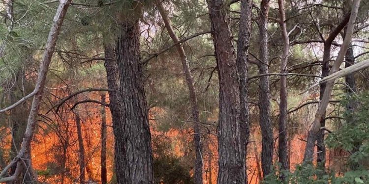 Πυρκαγιά στη Δαδιά Έβρου: Καίγονται παρθένες δασικές εκτάσεις – Εντείνεται η μάχη για να διασωθεί ένα από τα πιο ευαίσθητα οικολογικά πάρκα της Μεσογείου