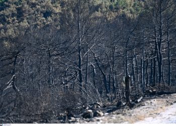 Εθνικό Πάρκο Δαδιάς Έβρου: Μικρότερη καταστροφή από τη μεγάλη πυρκαγιά δείχνουν οι χάρτες – Αρχίζει η οικολογική αποκατάσταση | ΦΩΤΟ