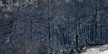 Εθνικό Πάρκο Δαδιάς Έβρου: Μικρότερη καταστροφή από τη μεγάλη πυρκαγιά δείχνουν οι χάρτες – Αρχίζει η οικολογική αποκατάσταση | ΦΩΤΟ