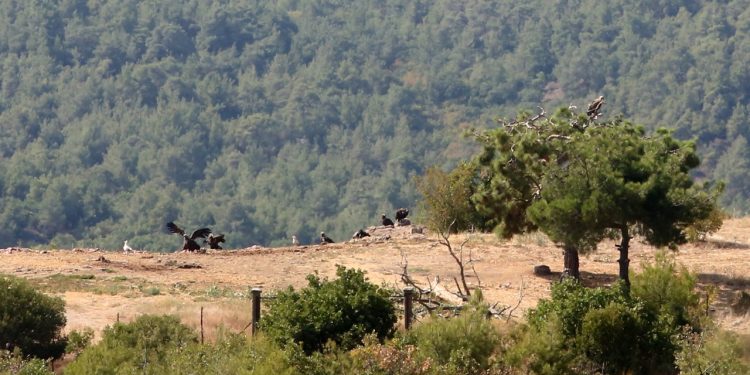 Έβρος: Πως ήταν το Εθνικό Πάρκο Δαδιάς και Λευκίμμης πριν τις πυρκαγιές και την οικολογική καταστροφή σε 12 κλικ – Προκαλεί θλίψη η κρατική αδυναμία προστασίας του | ΦΩΤΟ