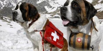 Σκύλοι Αγίου Βερνάρδου: Σε νέο κοινωνικό ρόλο εκτός από διασώσεις ορειβατών – Εργάζονται σε νοσοκομεία, σε οίκους ευγηρίας με ηλικιωμένους
