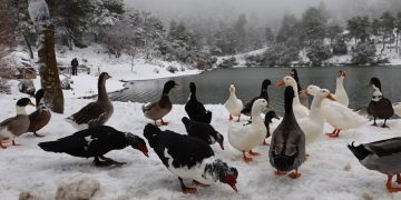 Κακοκαιρία Avgi: Κορυφώνεται με χιόνια και παγετό – Δεμένα τα πλοία σε αρκετά λιμάνια – Έντονες οι… προβλέψεις, πιο ήπιο το φαινόμενο | ΦΩΤΟ